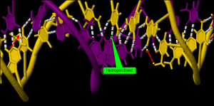 molbio