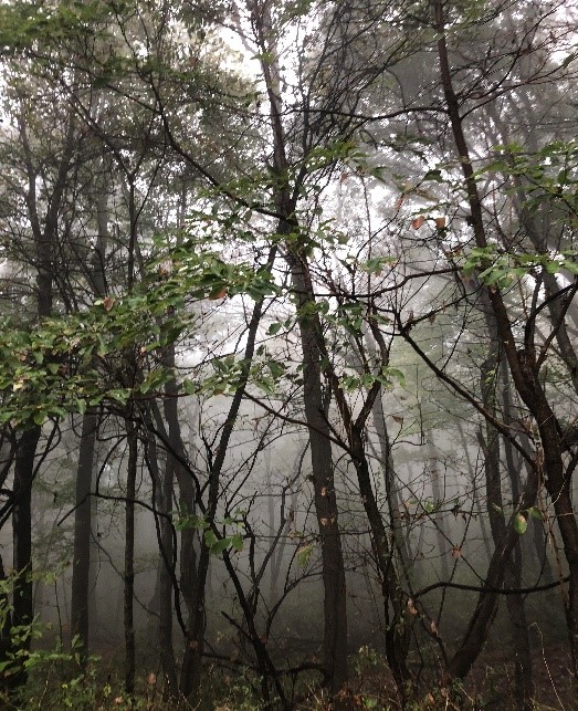 The SVGS Corner – “AP Environmental Science: Digging In”